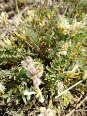 Astragalus helmii