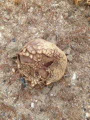 Calvatia fragilis
