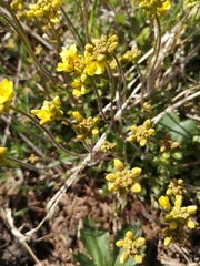 Draba sibirica