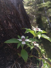 Cornus unalaschkensis