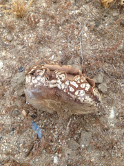 Calvatia fragilis
