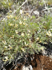 Astragalus helmii