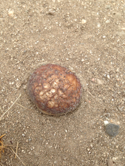 Calvatia fragilis