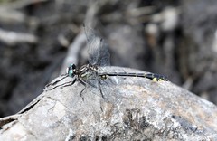 Hylogomphus parvidens