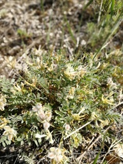 Astragalus helmii