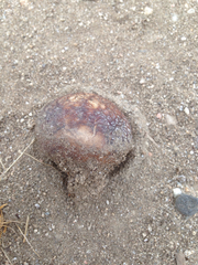 Calvatia fragilis