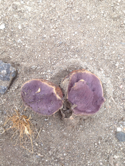 Calvatia fragilis