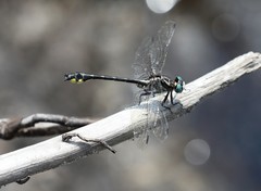 Hylogomphus parvidens