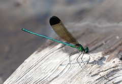 Calopteryx dimidiata
