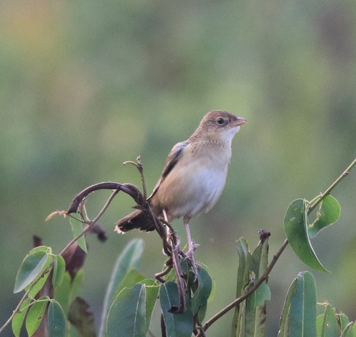 Bristled Grassbird (Schoenicola striatus), photo 6