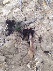Agaricus deserticola