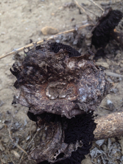 Agaricus deserticola