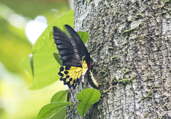 Troides helena cerberus