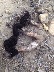 Agaricus deserticola