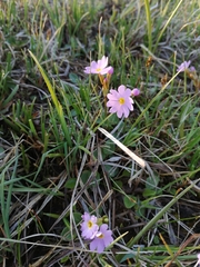 Primula nutans