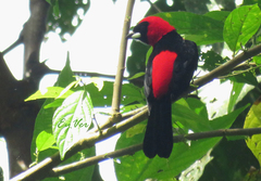 Ramphocelus nigrogularis