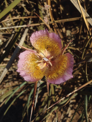 Calochortus plummerae
