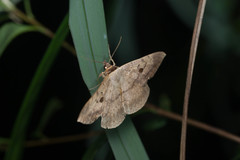Hypopyra contractipennis
