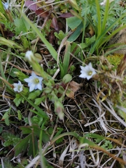 Chondrophylla