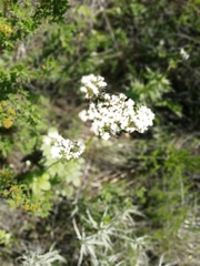 Valeriana dubia