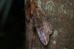 Anisoneura salebrosa