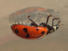 Hippodamia caseyi
