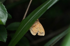 Hypopyra contractipennis
