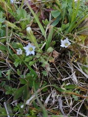 Chondrophylla