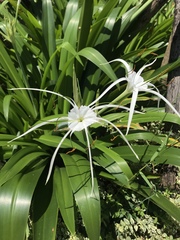 Hymenocallis speciosa