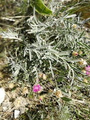 Psephellus sibiricus