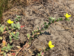 Camissoniopsis cheiranthifolia cheiranthifolia