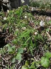 Anemonoides caerulea