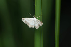 Scopula propinquaria