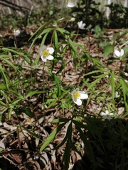Anemonoides caerulea