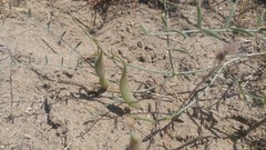 Astragalus sclerocarpus