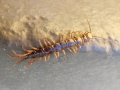 Lithobius peregrinus