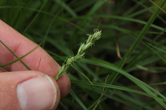 Carex spicata