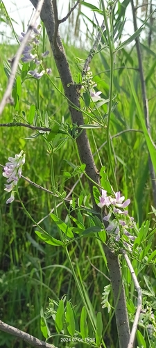 Image of Vicia biennis by no rights reserved