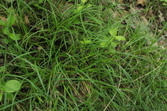Carex spicata