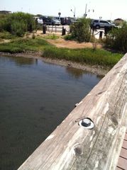 Rallus obsoletus levipes