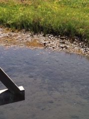 Rallus obsoletus levipes