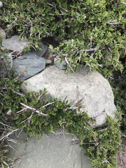 Rhamnus prostrata