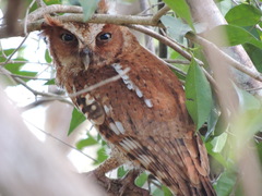 Megascops guatemalae