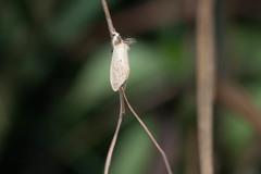 Laelia anamesa
