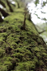 Sequoia sempervirens