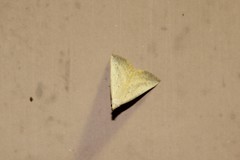 Macrochilo louisiana