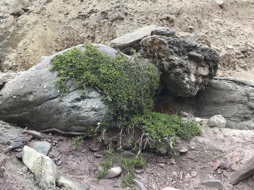 Rhamnus prostrata