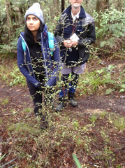 Melicytus micranthus