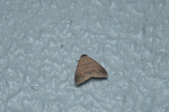 Plecoptera luteiceps