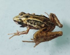 Litoria nasuta